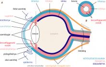 A szem részei. A szem részei.